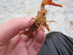 Faxonius barrenensis