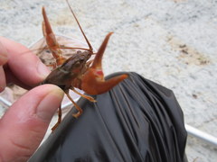 Faxonius barrenensis