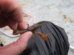 Faxonius barrenensis