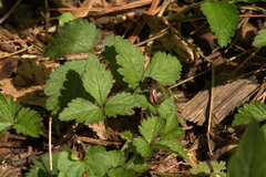 Anthophora villosula