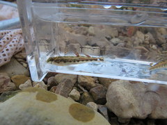 Etheostoma barrenense