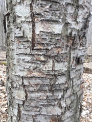 Cerasus