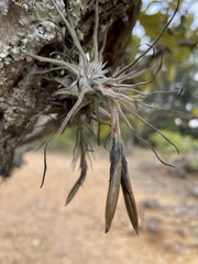 Tillandsia caballosensis