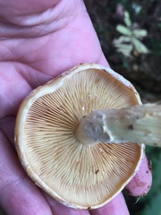 Cortinarius delibutus