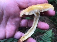 Cortinarius delibutus
