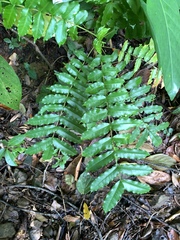 Chinese Pepper (Zanthoxylum integrifoliolum)