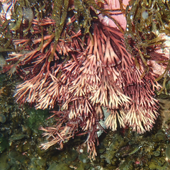 Melanthalia