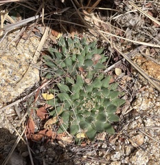 Mammillaria peninsularis