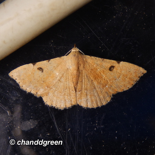 Corgatha trichogyia Hampson, 1907