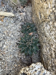 Mammillaria peninsularis