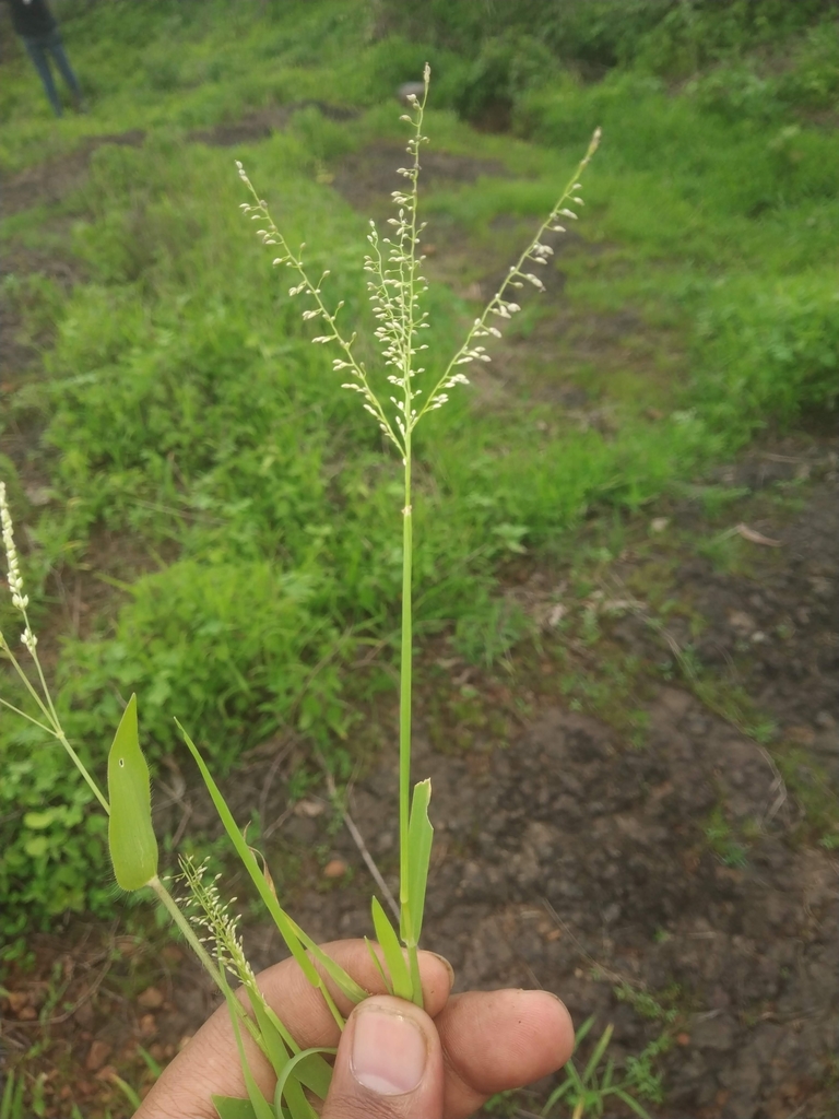 Digitaria abludens