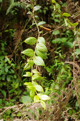 Macleania bullata