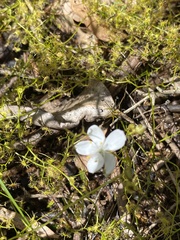 Drosera modesta