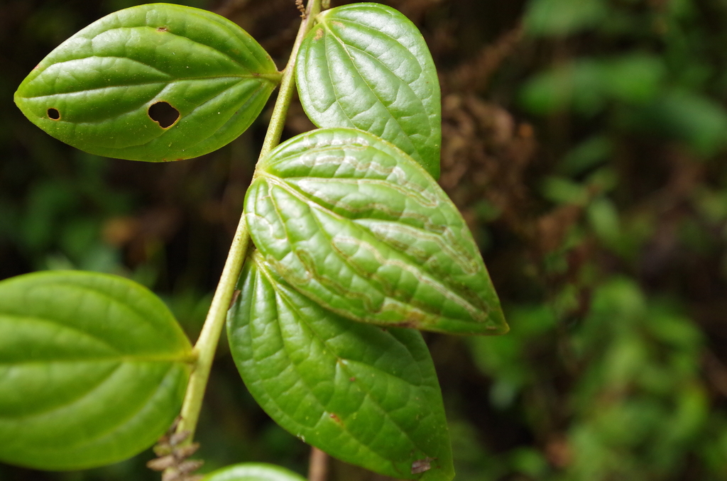 Macleania bullata