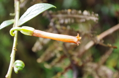 Macleania bullata
