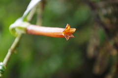 Macleania bullata