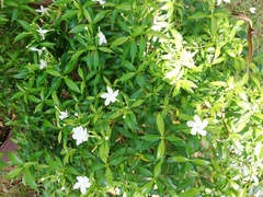 Trachelospermum jasminoides
