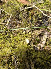 Drosera modesta