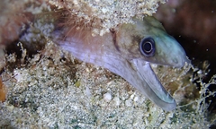 Gymnothorax gracilicauda