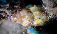 Tridentarius dentatus