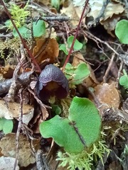Corybas obscurus