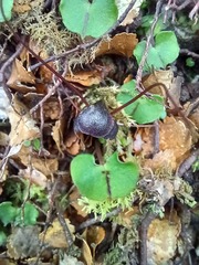 Corybas obscurus