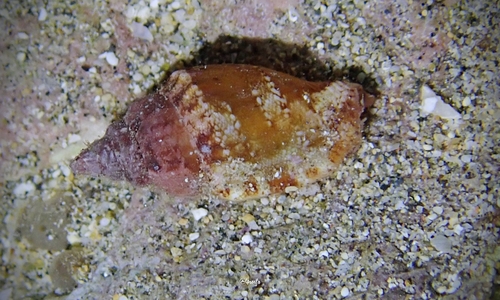 Canarium wilsonorum observed 2021-10-09