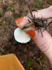 Spodocybe trulliformis