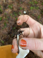 Spodocybe trulliformis