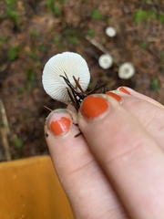 Spodocybe trulliformis