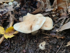 Cortinarius subpulchrifolius