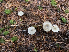 Spodocybe trulliformis