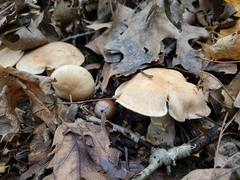 Cortinarius subpulchrifolius