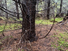 Spodocybe trulliformis