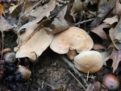 Cortinarius subpulchrifolius