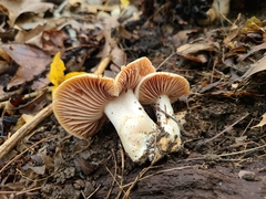 Cortinarius subpulchrifolius