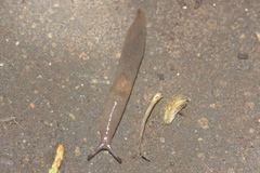 Deroceras