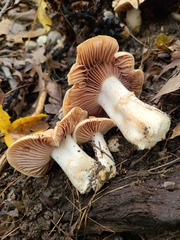 Cortinarius subpulchrifolius