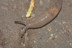 Deroceras