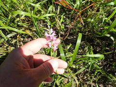 Physostegia pulchella