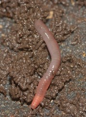 Lumbricus