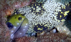 Gymnothorax rueppelliae