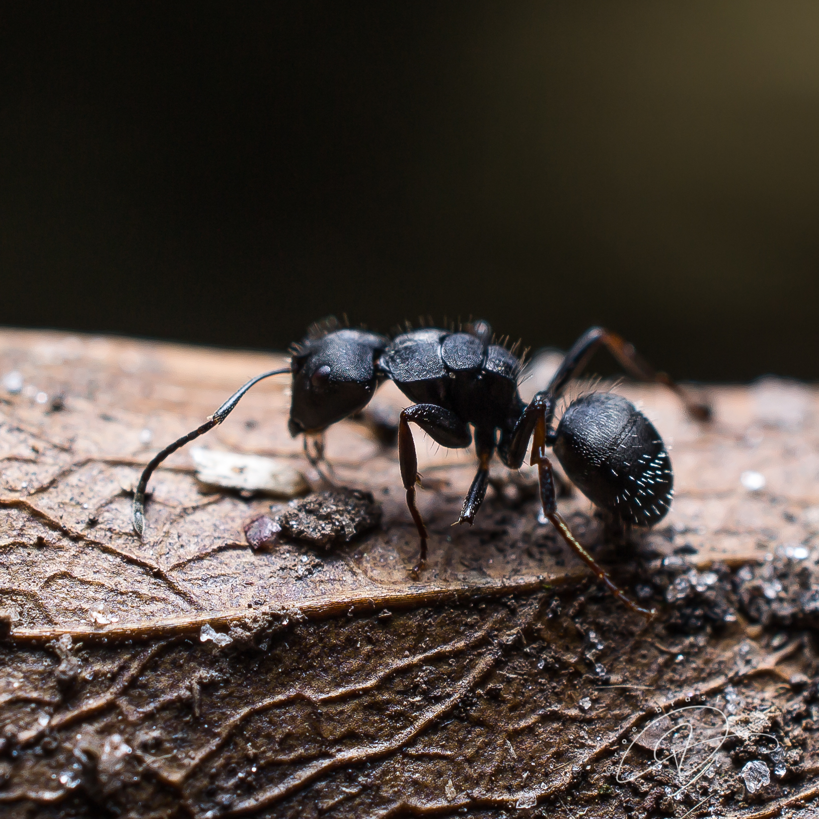 Camponotus hedwigae