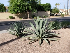 Agave