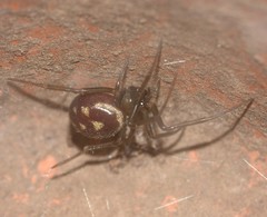 Steatoda grossa