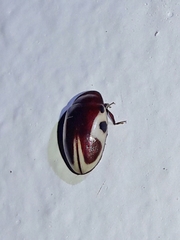 Chelonarium ornatum