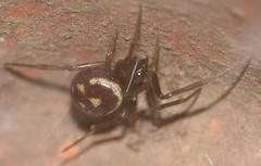 Steatoda grossa
