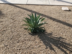 Agave