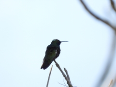 Campylopterus falcatus