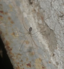 Pholcus phalangioides